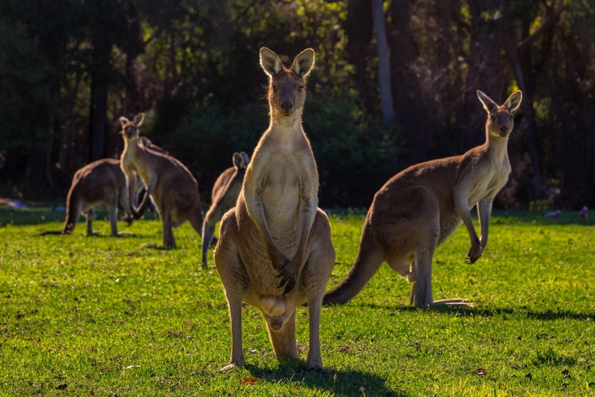How Can You Increase Your Chances of Getting Hired by the Latest Australian Employers