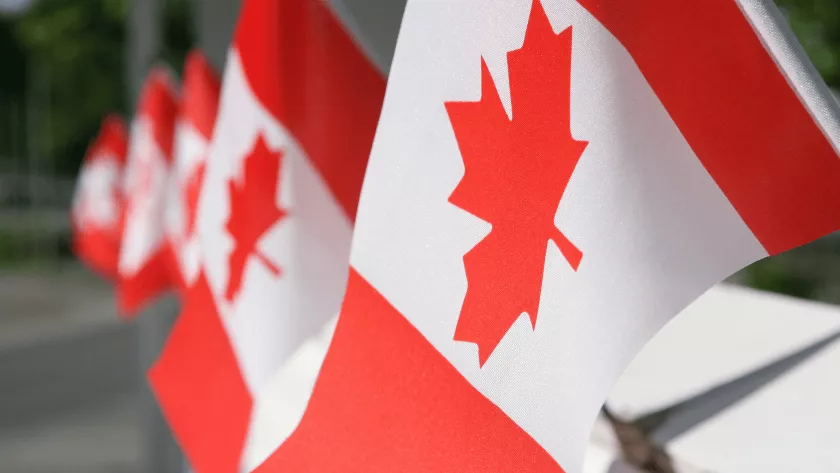 Canadian flags in a line