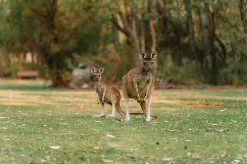 What Current Features Should You Look for in Job Portals in Australia