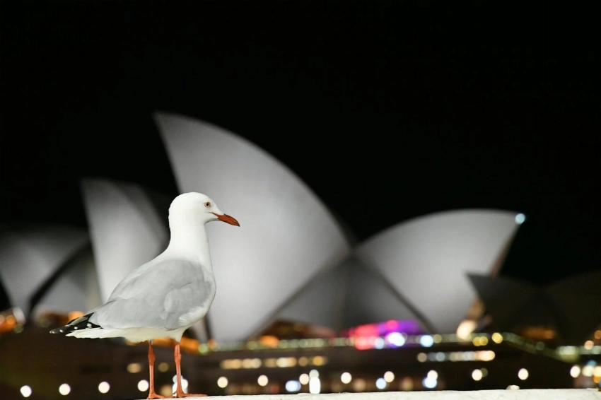 A seagull perched in front of the illuminated Sydney Opera House during nighttime